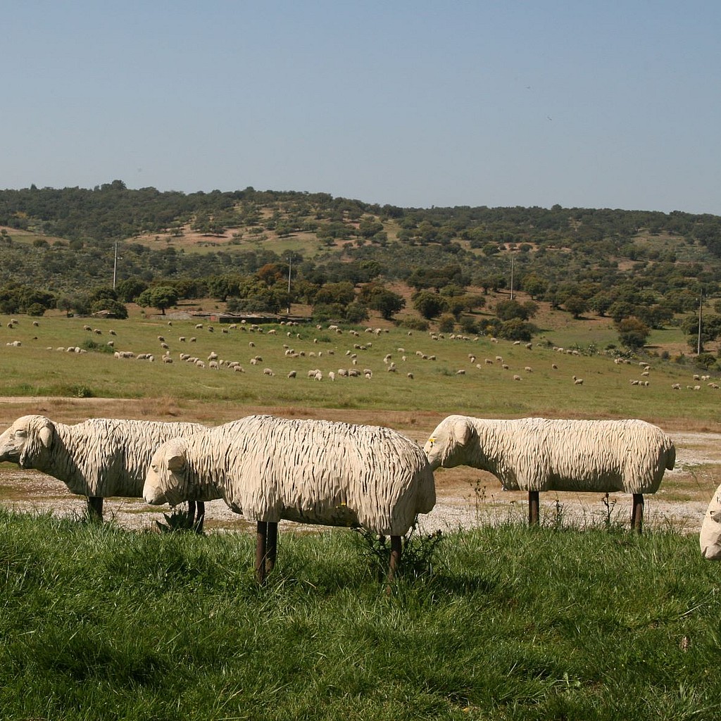 Sheep art & landscape, Rosmaninhal