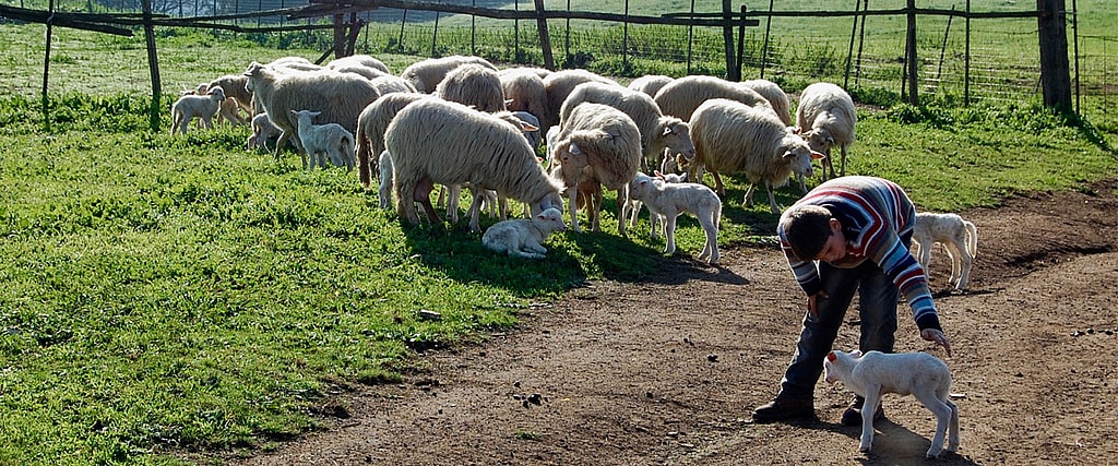 Carlo Boschetti, the last transhumant shepherd in the Lunigiana, Tuscany, 2020