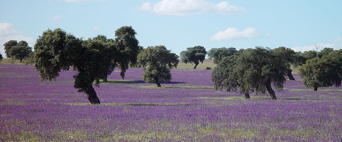 Ruta Transerena