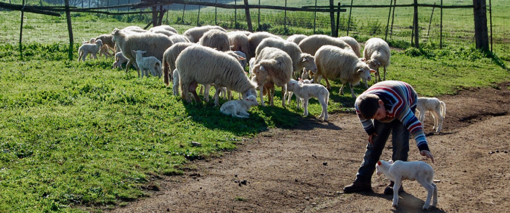 Carlo Boschetti, the last transhumant shepherd in the Lunigiana, Tuscany, 2020