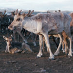 Linneaus Sheeptrack - Reindeer