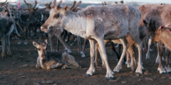 Linneaus Sheeptrack - Reindeer