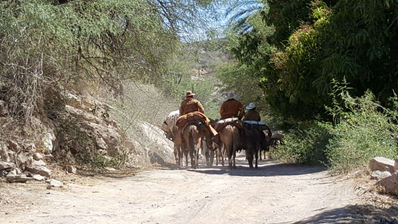 Vaqueros cabalgando en el camino entre San José y San Miguel de Comondú.