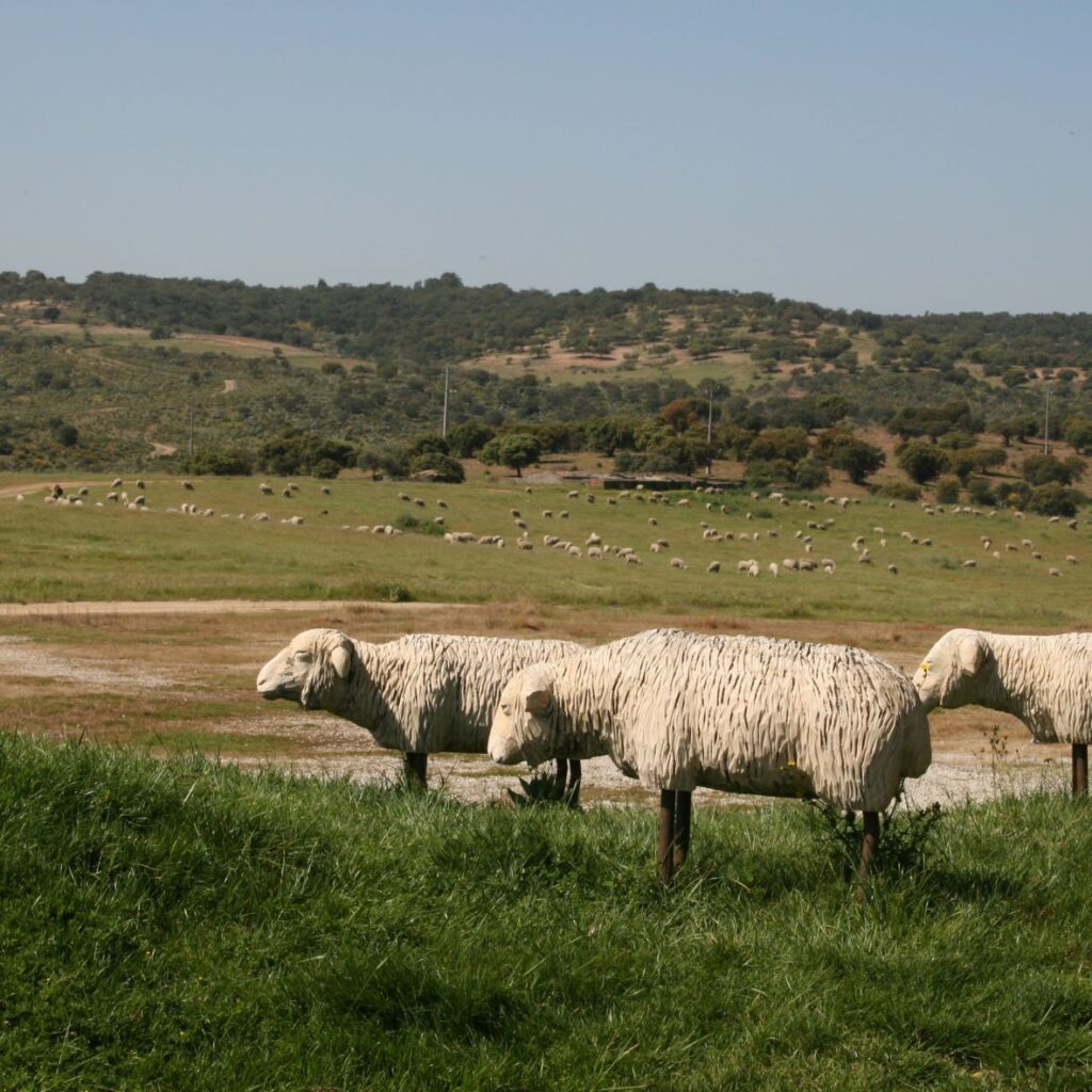 Sheep art & landscape, Rosmaninhal