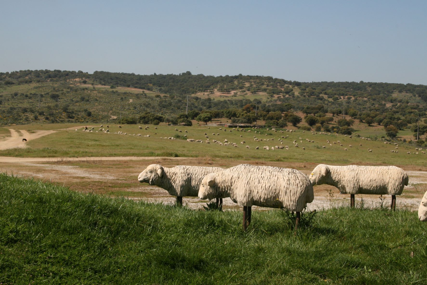 Sheep art & landscape, Rosmaninhal